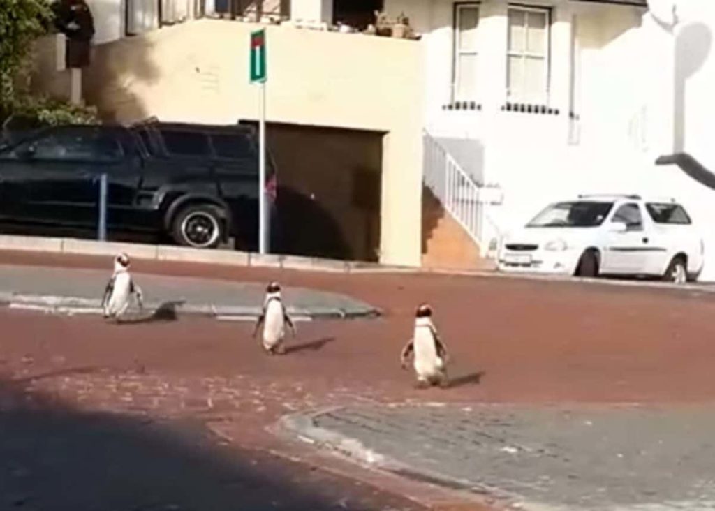 Penguins instead of people in Cape Town’s suburbs